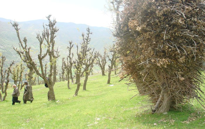 زیستگاه طبیعی آرمرده شهرستان بانه