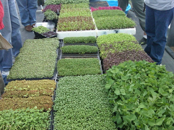 پرورش ریز سبزی ها
