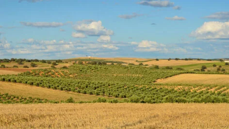 اهمیت دیم کاری در ایران