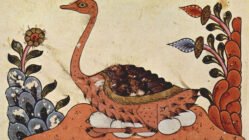 تاریخچه پرورش شترمرغ در ایران و جهان