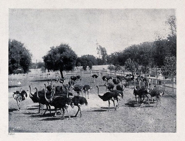 تاریخچه پرورش شترمرغ در ایران