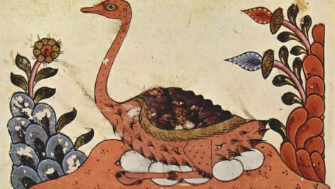 تاریخچه پرورش شترمرغ در ایران و جهان