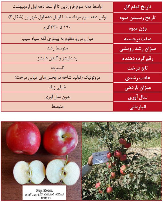 سیب رقم فوجی روسا (Rossa Fuji)