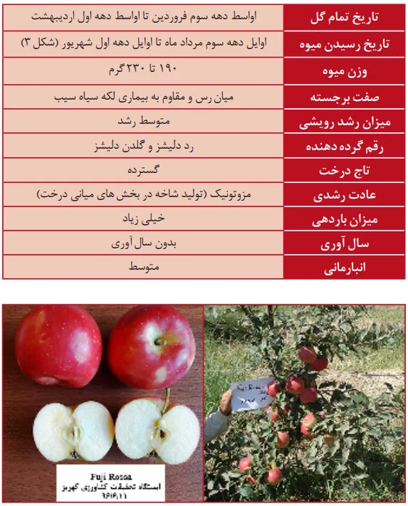 سیب رقم فوجی روسا (Rossa Fuji)