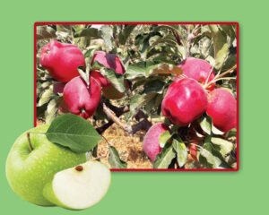 ارقام جدید سیب سازگار با محیط آذربایجان غربی