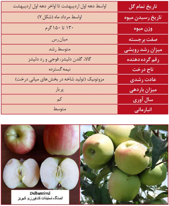 سیب رقم دلبار استیوال (Delbarstival)