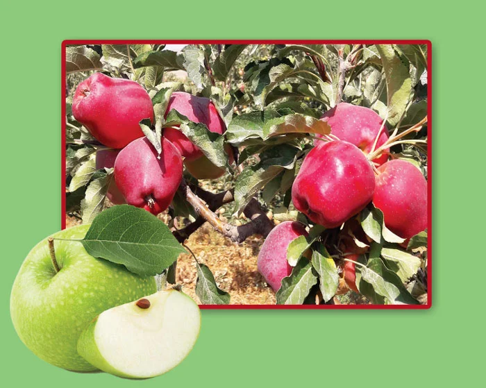 ارقام جدید سیب سازگار با محیط آذربایجان غربی