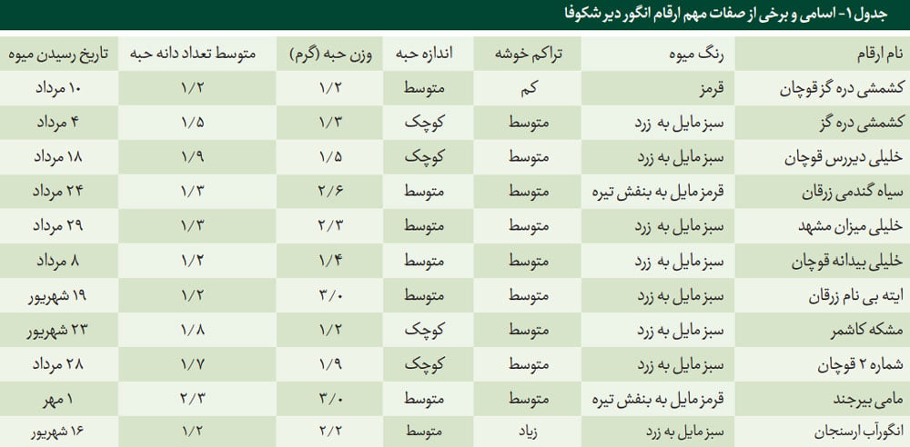 ارقام انگور دیرشکوفا و برخی از صفات مهم آن ها