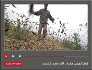 فیلم آموزشی مبارزه با آفت ملخ در کشاورزی
