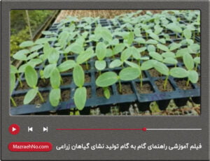 فیلم آموزشی راهنمای گام به گام تولید نشای گیاهان زراعی