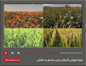 فیلم آموزشی گیاهان زراعی متحمل به خشکی