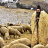 دانستنی های خواندنی درباره شغل چوپانی