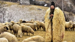 دانستنی های خواندنی درباره شغل چوپانی