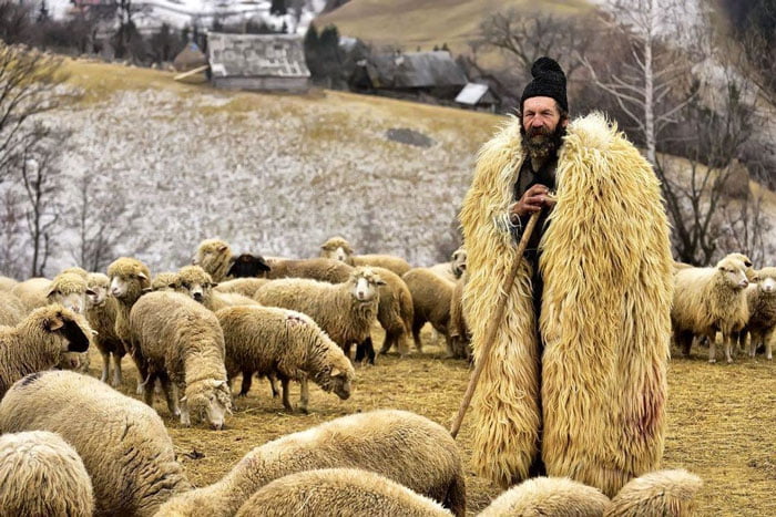 دانستنی های خواندنی درباره شغل چوپانی