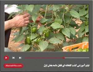 فیلم آموزشی کشت گلخانه ای فلفل دلمه بخش اول