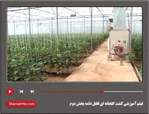 فیلم آموزشی کشت گلخانه ای فلفل دلمه بخش دوم