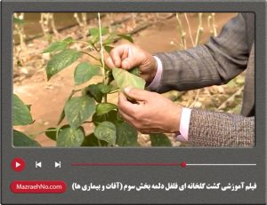 فیلم آموزشی کشت گلخانه ای فلفل دلمه بخش سوم (آفات و بیماری ها)
