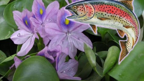 عصاره برگ گیاه سنبل آبی در پرورش ماهی قزل آلای رنگین انگشت قد