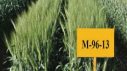 رقم گندم دانش، رقم جدید گندم نان مناسب اقلیم معتدل کشور