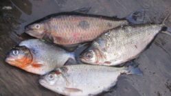 بیماریهای ویروسی ماهیان سردآبی و گرمابی