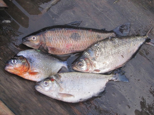 بیماریهای ویروسی ماهیان سردآبی و گرمابی
