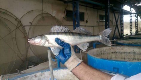 شناسایی بیوشیمیایی و ملکولی پروبیوتیک های دستگاه گوارش ماهی سوف سفید و ارزیابی خصوصیات پروبیوتیکی آن ها
