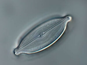 Phylum : Ochrophyta
Genus : Caloneis