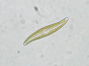 Phylum : Ochrophyta
Genus : Gyrosigma