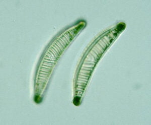 Phylum : Ochrophyta
Genus : Epithemia