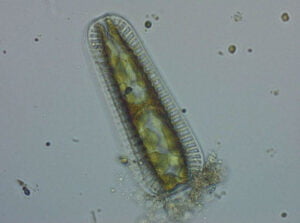 Phylum : Ochrophyta
Genus : Surirella