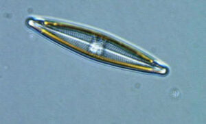 Phylum : Ochrophyta
Genus : Navicula