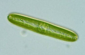 Phylum : Ochrophyta
Genus : Pinnularia