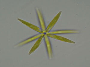 Phylum : Chlorophyta
Genus : Actinastrum