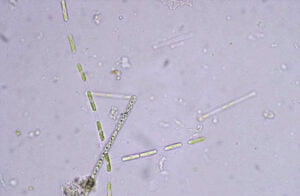 Phylum : Chlorophyta
Genus : Binuclearia