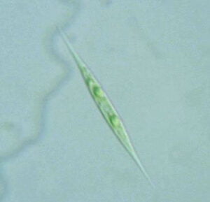 Phylum : Chlorophyta
Genus : Chlorogoniom