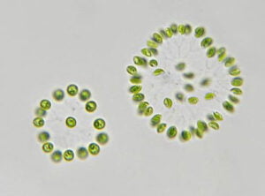 Phylum : Chlorophyta
Genus : Dictyosphaerium