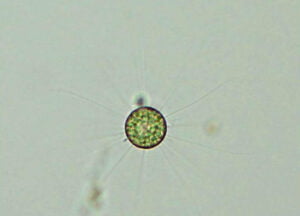 Phylum : Chlorophyta
Genus : Golenkinia