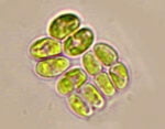 Phylum : Chlorophyta
Genus : Crucigenia