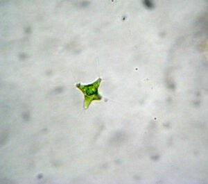 Phylum : Chlorophyta
Genus : Polyedriopsis