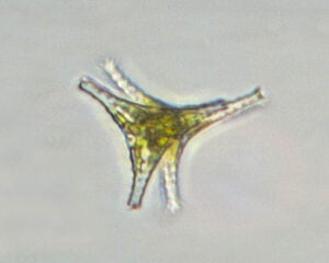 Phylum : Chlorophyta
Genus : Staurastrum