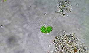 Phylum : Chlorophyta
Genus : Franceia