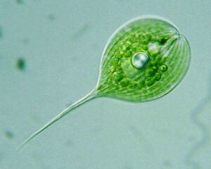 Phylum : Euglenozoa
Genus : Phacus