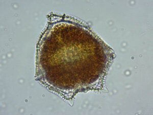 Phylum : Myzozoa
Genus : Peridinium