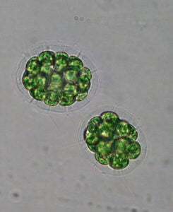 Phylum : Chlorophyta
Genus : Pandorina