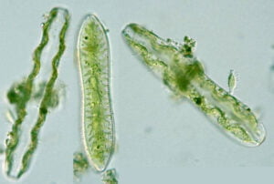 Phylum : Ochrophyta
Genus : Cymatopleura