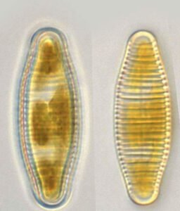 Phylum: Ochrophyta
Genus : Diatoma