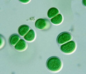 Phylum : Cyanobacteria
Genus : Chroococcus