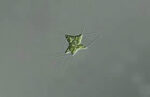 Phylum : Chlorophyta
Genus : Tetraedron