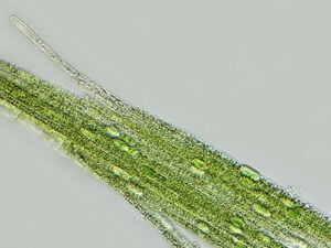 Phylum : Cyanobacteria
Genus : Aphanizomenon