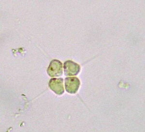 Phylum : Chlorophyta
Genus : Tetrastrum